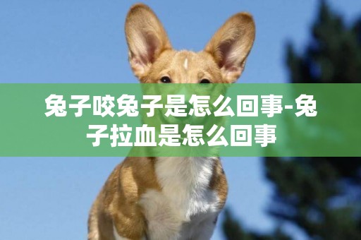 兔子咬兔子是怎么回事-兔子拉血是怎么回事