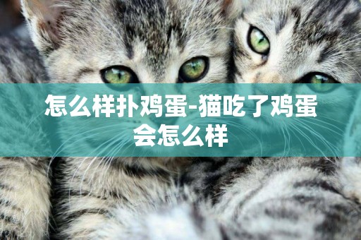 怎么樣撲雞蛋-貓吃了雞蛋會怎么樣
