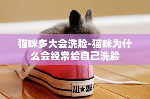 貓咪多大會洗臉-貓咪為什么會經常給自己洗臉