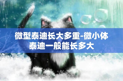 微型泰迪長大多重-微小體泰迪一般能長多大