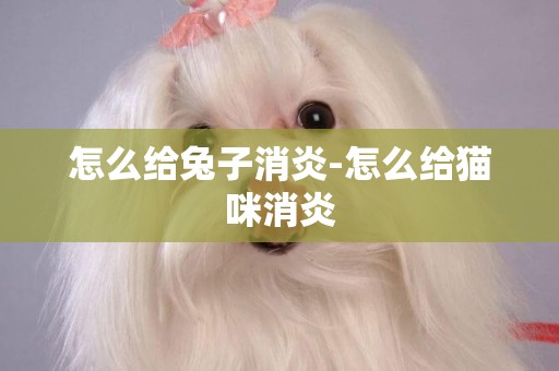 怎么給兔子消炎-怎么給貓咪消炎