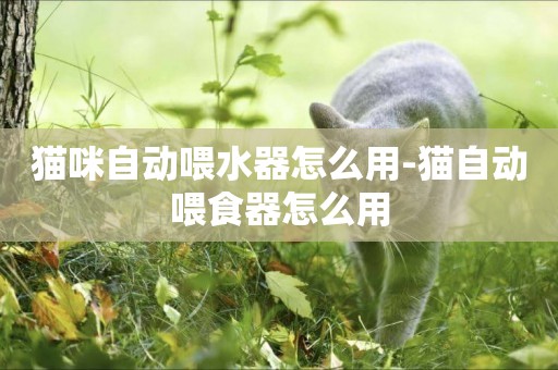 貓咪自動喂水器怎么用-貓自動喂食器怎么用
