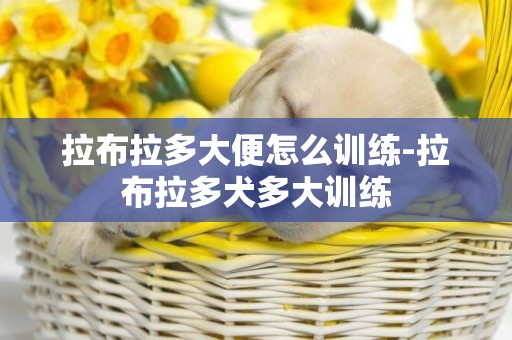 拉布拉多大便怎么訓練-拉布拉多犬多大訓練
