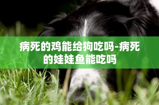 病死的雞能給狗吃嗎-病死的娃娃魚能吃嗎