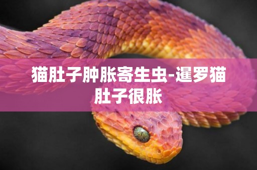 貓肚子腫脹寄生蟲-暹羅貓肚子很脹