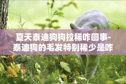 夏天泰迪狗狗拉稀咋回事-泰迪狗的毛發特別稀少是咋回事