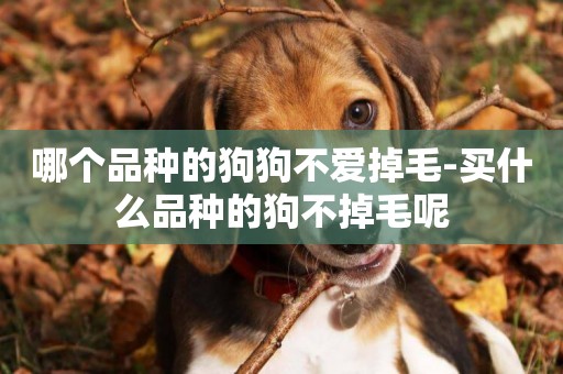 哪個品種的狗狗不愛掉毛-買什么品種的狗不掉毛呢