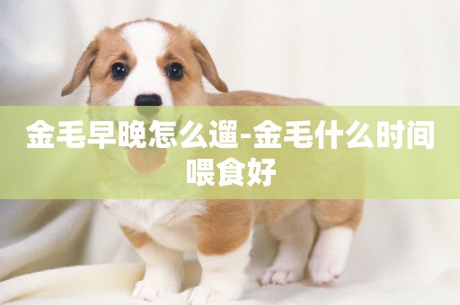 金毛早晚怎么遛-金毛什么時間喂食好