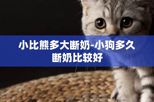 小比熊多大斷奶-小狗多久斷奶比較好
