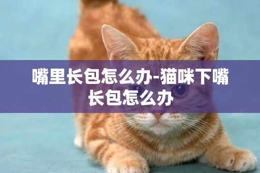 嘴里長包怎么辦-貓咪下嘴長包怎么辦