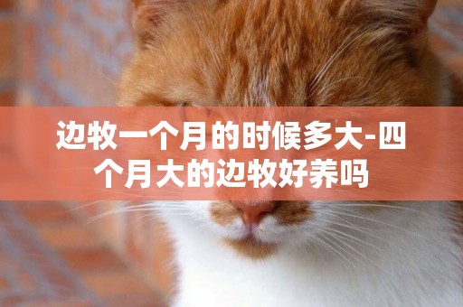 邊牧一個月的時候多大-四個月大的邊牧好養嗎
