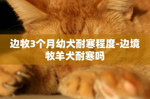 邊牧3個月幼犬耐寒程度-邊境牧羊犬耐寒嗎