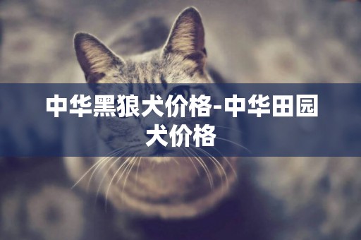 中華黑狼犬價格-中華田園犬價格
