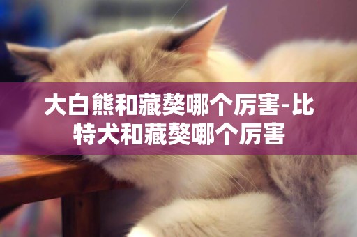 大白熊和藏獒哪個厲害-比特犬和藏獒哪個厲害