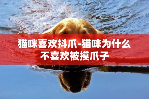 貓咪喜歡抖爪-貓咪為什么不喜歡被摸爪子