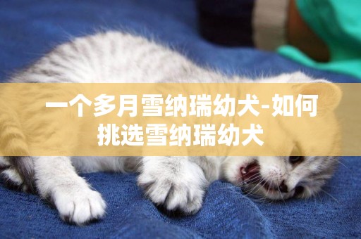 一個多月雪納瑞幼犬-如何挑選雪納瑞幼犬