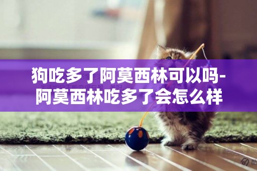 狗吃多了阿莫西林可以嗎-阿莫西林吃多了會怎么樣