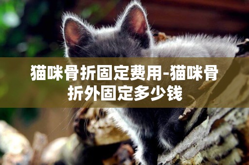 貓咪骨折固定費用-貓咪骨折外固定多少錢