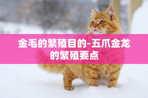 金毛的繁殖目的-五爪金龍的繁殖要點