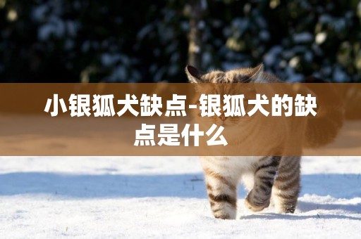 小銀狐犬缺點-銀狐犬的缺點是什么