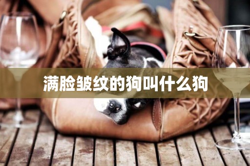 滿臉皺紋的狗叫什么狗