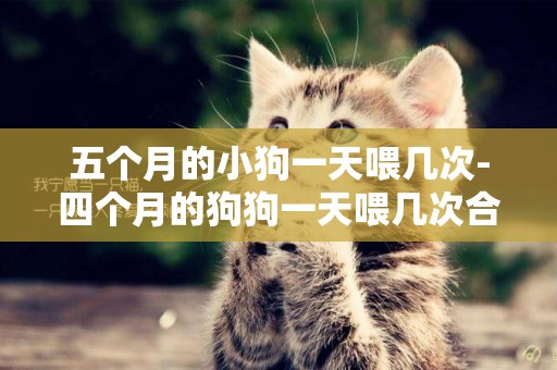 五個月的小狗一天喂幾次-四個月的狗狗一天喂幾次合適