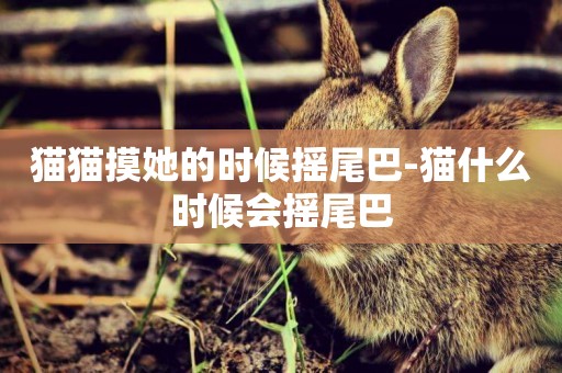 貓貓摸她的時候搖尾巴-貓什么時候會搖尾巴
