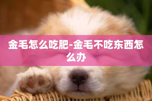 金毛怎么吃肥-金毛不吃東西怎么辦