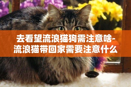 去看望流浪貓狗需注意啥-流浪貓帶回家需要注意什么