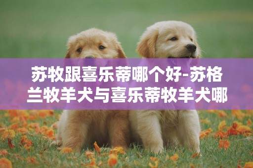 蘇牧跟喜樂蒂哪個好-蘇格蘭牧羊犬與喜樂蒂牧羊犬哪個好養
