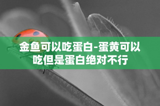 金魚可以吃蛋白-蛋黃可以吃但是蛋白絕對不行