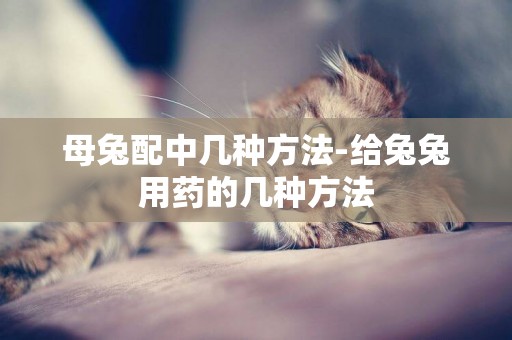 母兔配中幾種方法-給兔兔用藥的幾種方法