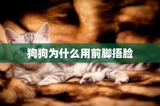 狗狗為什么用前腳捂臉