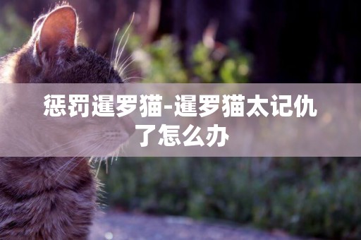 懲罰暹羅貓-暹羅貓太記仇了怎么辦