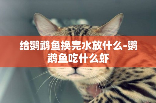給鸚鵡魚換完水放什么-鸚鵡魚吃什么蝦