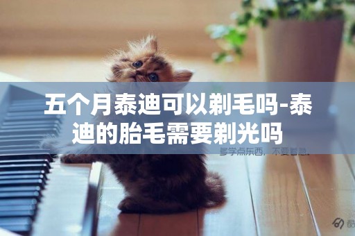 五個月泰迪可以剃毛嗎-泰迪的胎毛需要剃光嗎