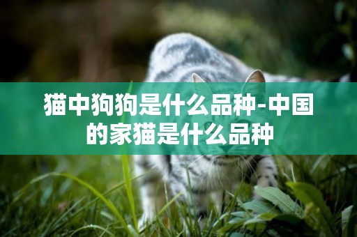 貓中狗狗是什么品種-中國的家貓是什么品種