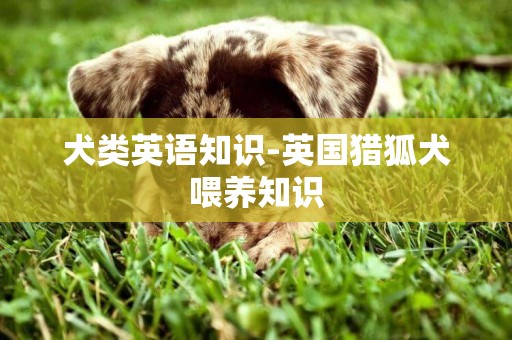 犬類英語知識-英國獵狐犬喂養知識