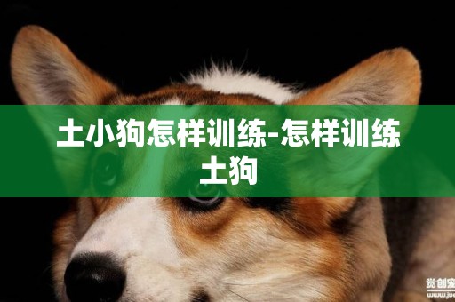 土小狗怎樣訓練-怎樣訓練土狗