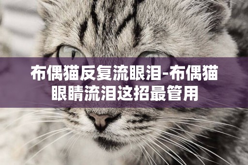 布偶貓反復流眼淚-布偶貓眼睛流淚這招最管用