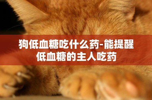 狗低血糖吃什么藥-能提醒低血糖的主人吃藥