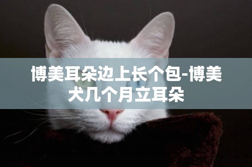 博美耳朵邊上長個包-博美犬幾個月立耳朵