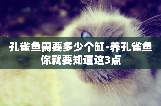 孔雀魚需要多少個缸-養孔雀魚你就要知道這3點