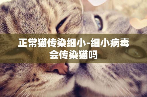正常貓傳染細小-細小病毒會傳染貓嗎