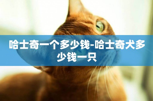 哈士奇一個多少錢-哈士奇犬多少錢一只