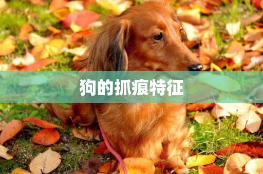 狗的抓痕特征