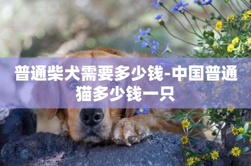 普通柴犬需要多少錢-中國普通貓多少錢一只