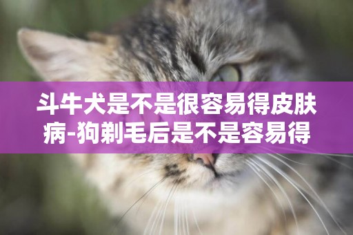 斗牛犬是不是很容易得皮膚病-狗剃毛后是不是容易得皮膚病