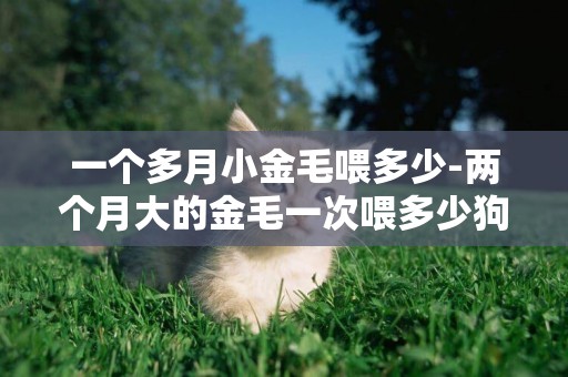 一個多月小金毛喂多少-兩個月大的金毛一次喂多少狗糧