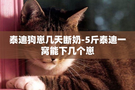 泰迪狗崽幾天斷奶-5斤泰迪一窩能下幾個崽